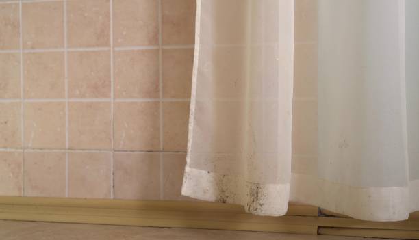 Best Basement Mold Removal  in Owensville, MO